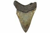 Serrated, Fossil Megalodon Tooth - South Carolina #310415-1